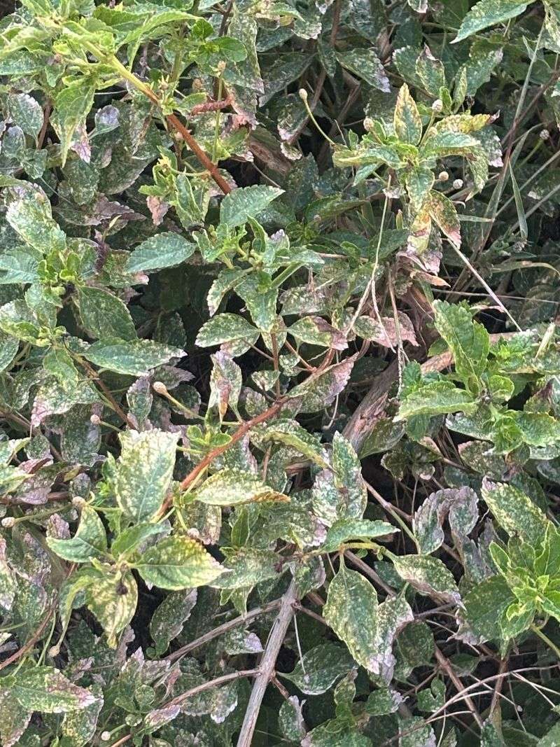 Tiny Insects Hide Under Leaves