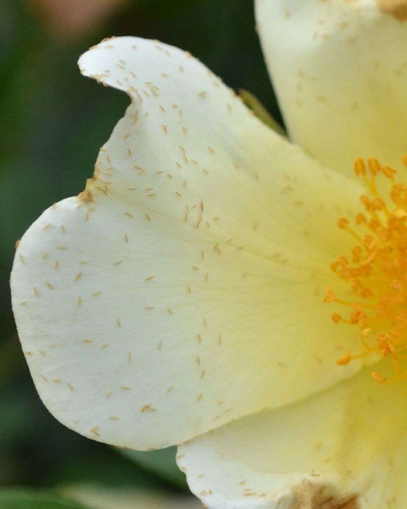 Tiny Insects Stay Deep In Blooms