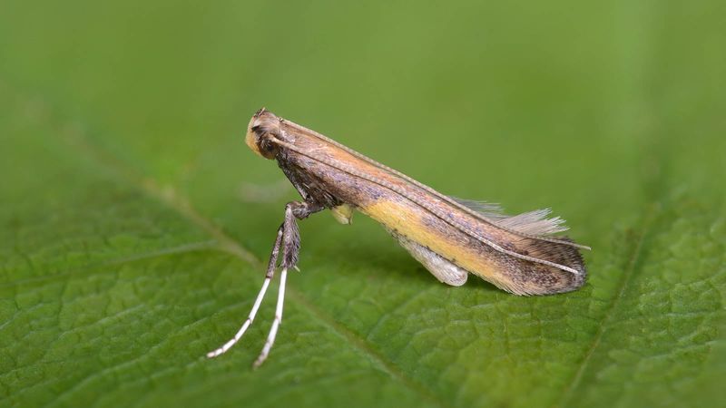 Tiny Moths Are Easy To Miss