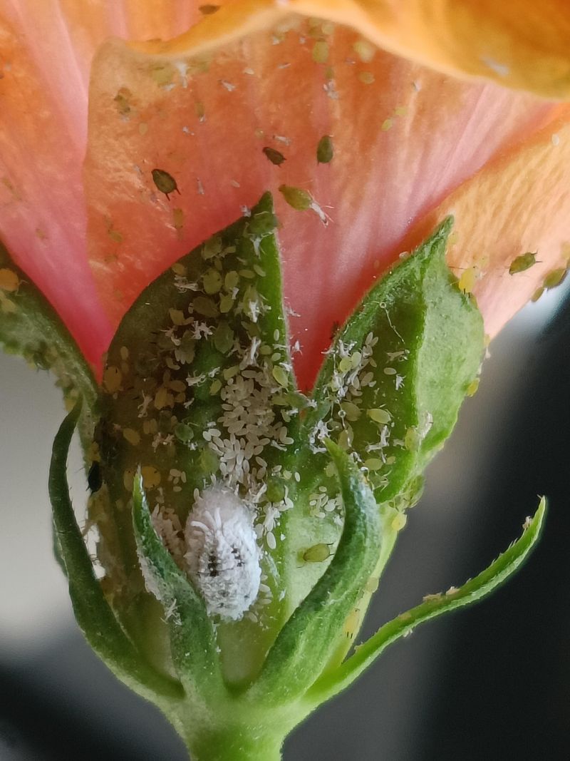 Tiny Pests Can Set Back Big Summer Blooms Tiny Pests Can Set Back Big Summer Blooms