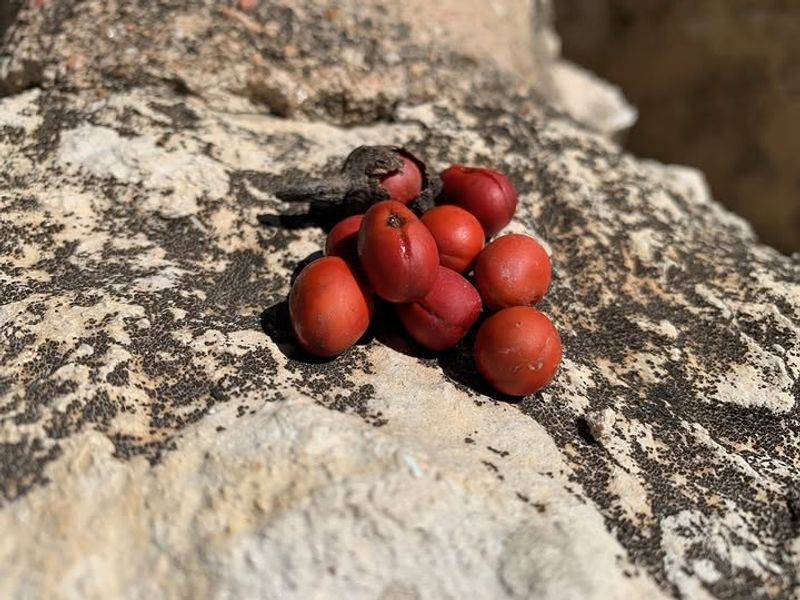 Tiny Seeds That Pack A Harmful Punch If Ingested Or Handled Tiny Seeds That Pack A Harmful Punch If Ingested Or Handled