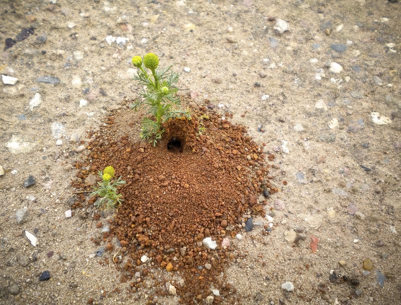 Tiny Soil Holes May Be A Good Sign Tiny Soil Holes May Be A Good Sign