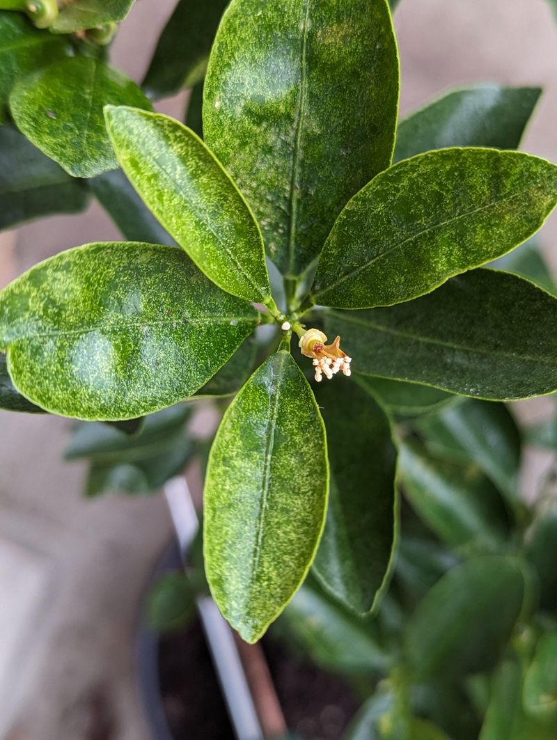 Tiny Speckles Show Up On Leaves Tiny Speckles Show Up On Leaves