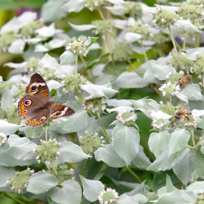 Tiny Summer Blooms Bring Big Pollinator Value Tiny Summer Blooms Bring Big Pollinator Value