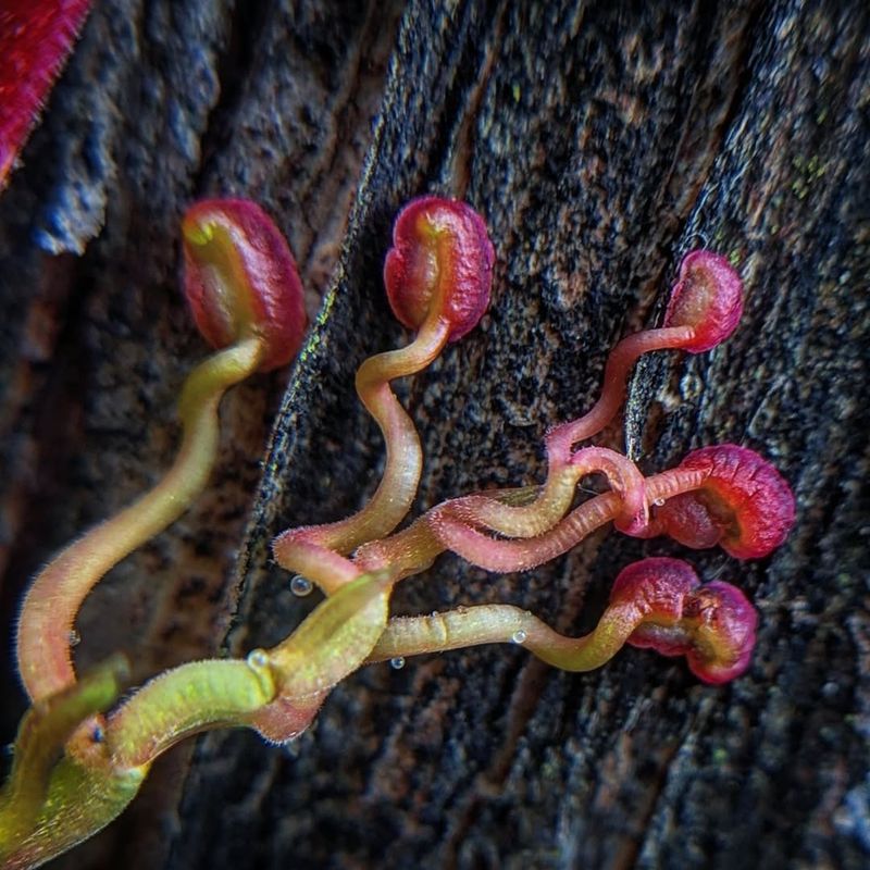 Tiny Tendrils Help Virginia Creeper Climb On Its Own Tiny Tendrils Help Virginia Creeper Climb On Its Own