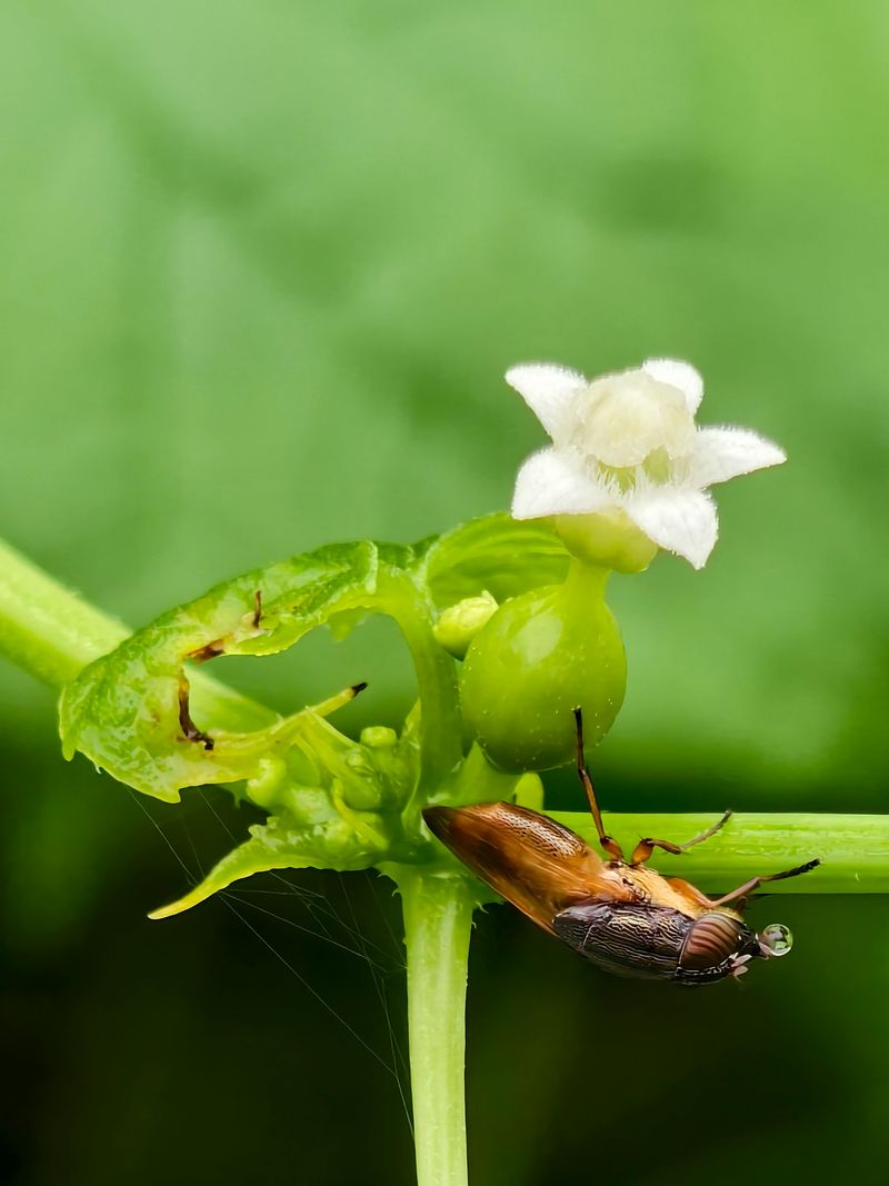 Tiny Thrips May Be Affecting Your Pepper Flowers From The Inside Tiny Thrips May Be Affecting Your Pepper Flowers From The Inside