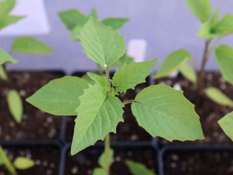 Tomatillos Grow Well For Summer Salsa Harvests Tomatillos Grow Well For Summer Salsa Harvests