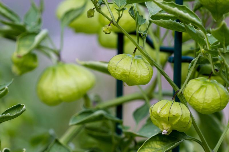 Tomatillos Make The Most Of Monsoon Warmth