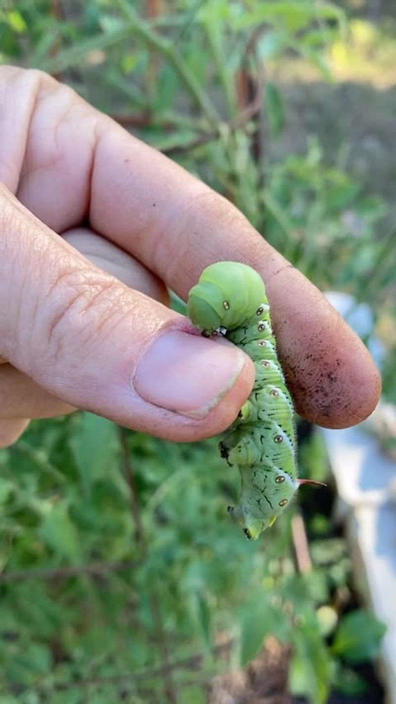 Tomato Hornworm