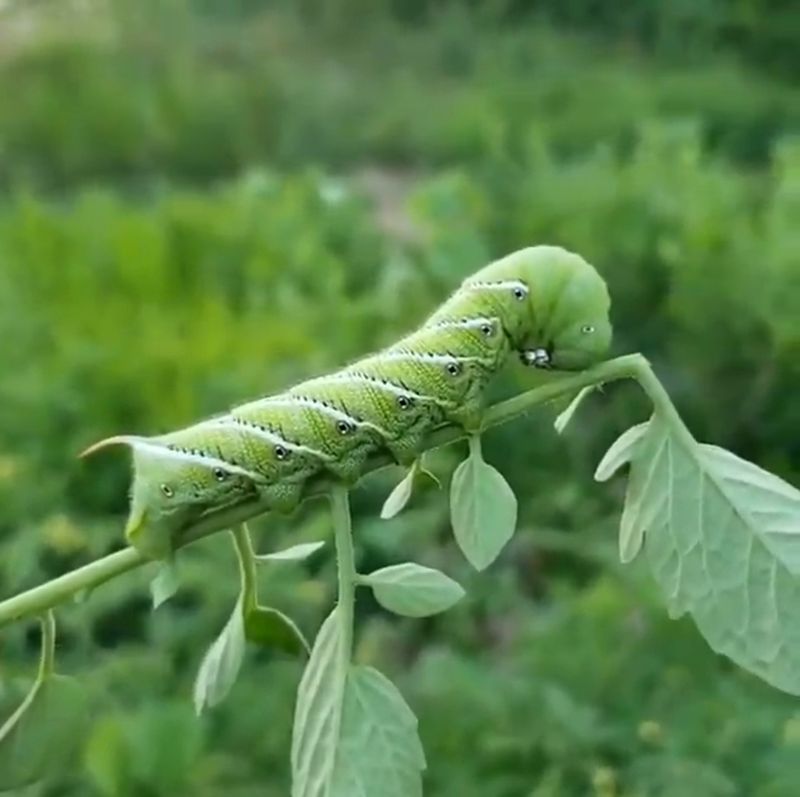 Tomato Hornworms Blend Into Summer Foliage