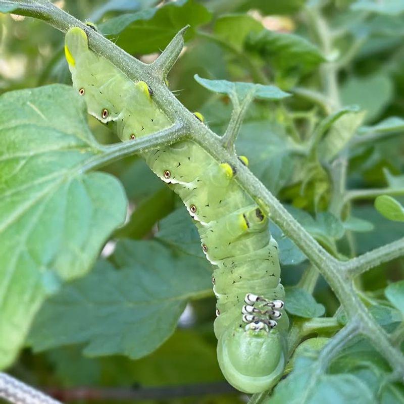 Tomato Hornworms Hide Well Until Damage Appears