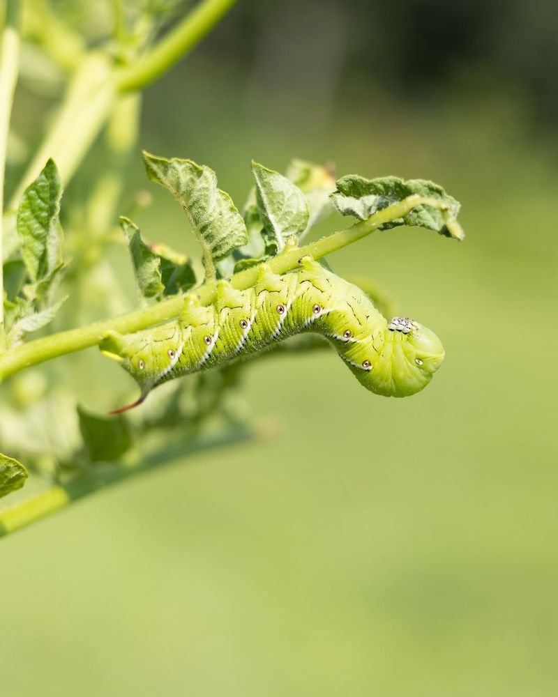 Tomato Hornworms Strip Leaves Almost Overnight