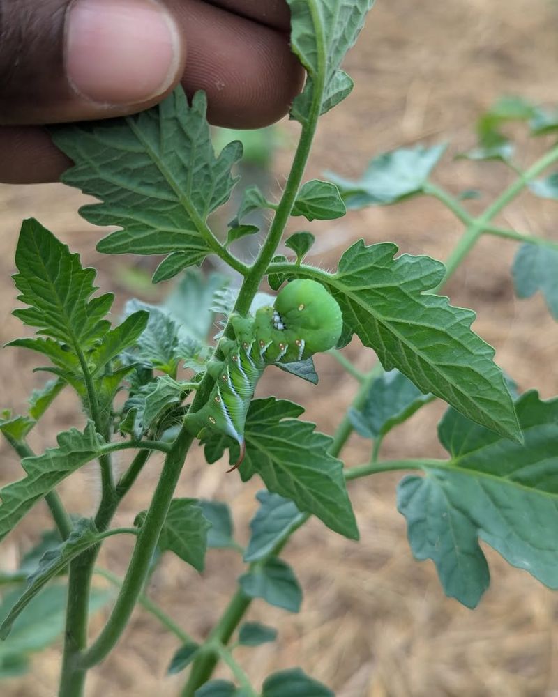 Tomato Hornworms Tomato Hornworms