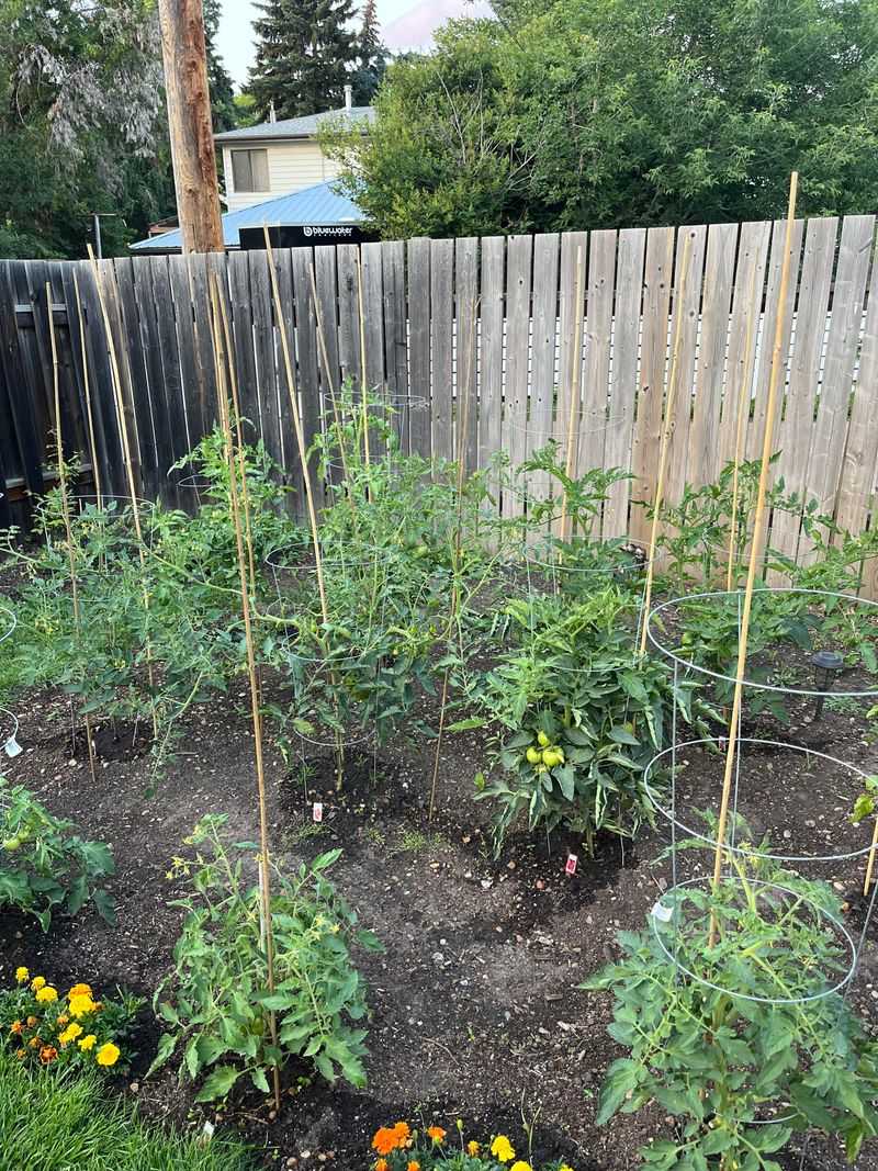Tomato Plants Tomato Plants