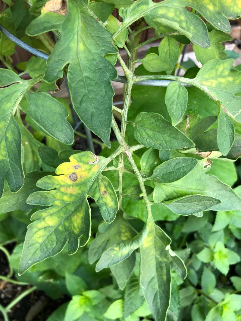 Tomato Problems Often Start In June