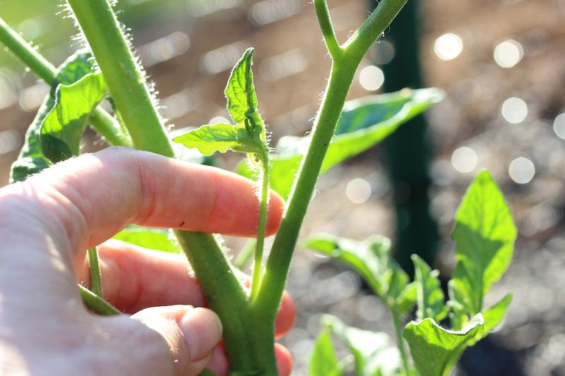 Tomato Suckers Should Be Pinched Before Plants Get Dense