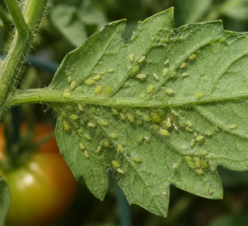 Tomato 