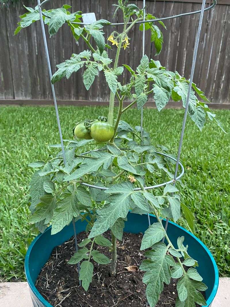 Tomatoes Tomatoes
