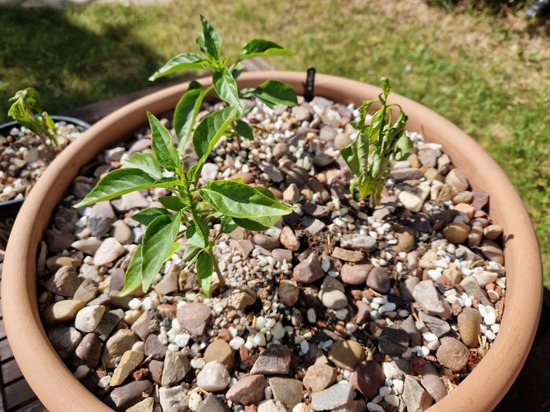Tomatoes And Peppers Benefit From Warmer Root Zones Tomatoes And Peppers Benefit From Warmer Root Zones
