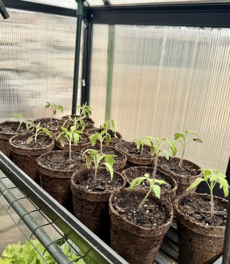 Tomatoes And Peppers Set Fruit Best When Planted Before Peak Heat