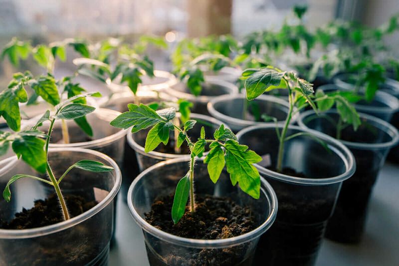 Tomatoes Start Strong For Monsoon Planting Tomatoes Start Strong For Monsoon Planting