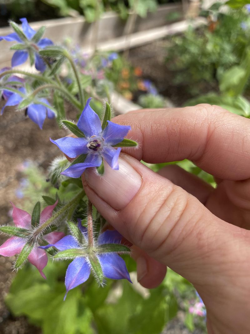 Tomatoes With Borage Tomatoes With Borage