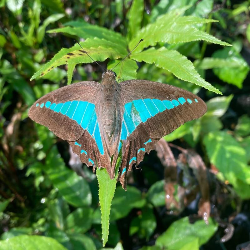 Too Few Native Plants Limit Local Butterfly Support