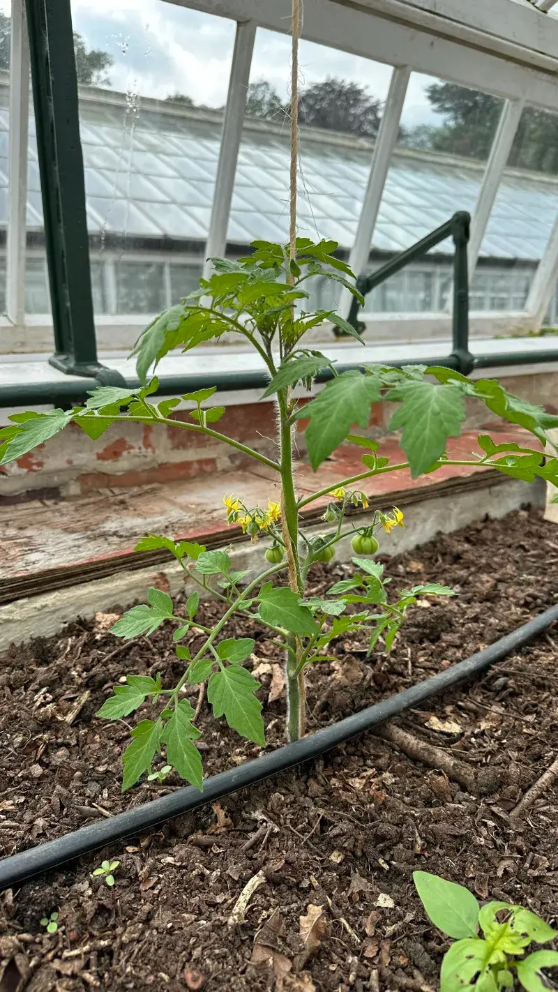 Too Little Sun Leads To Stretchy Growth