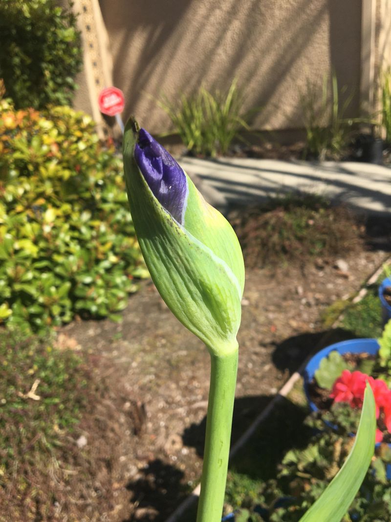 Too Little Sunlight Keeps Irises From Flowering