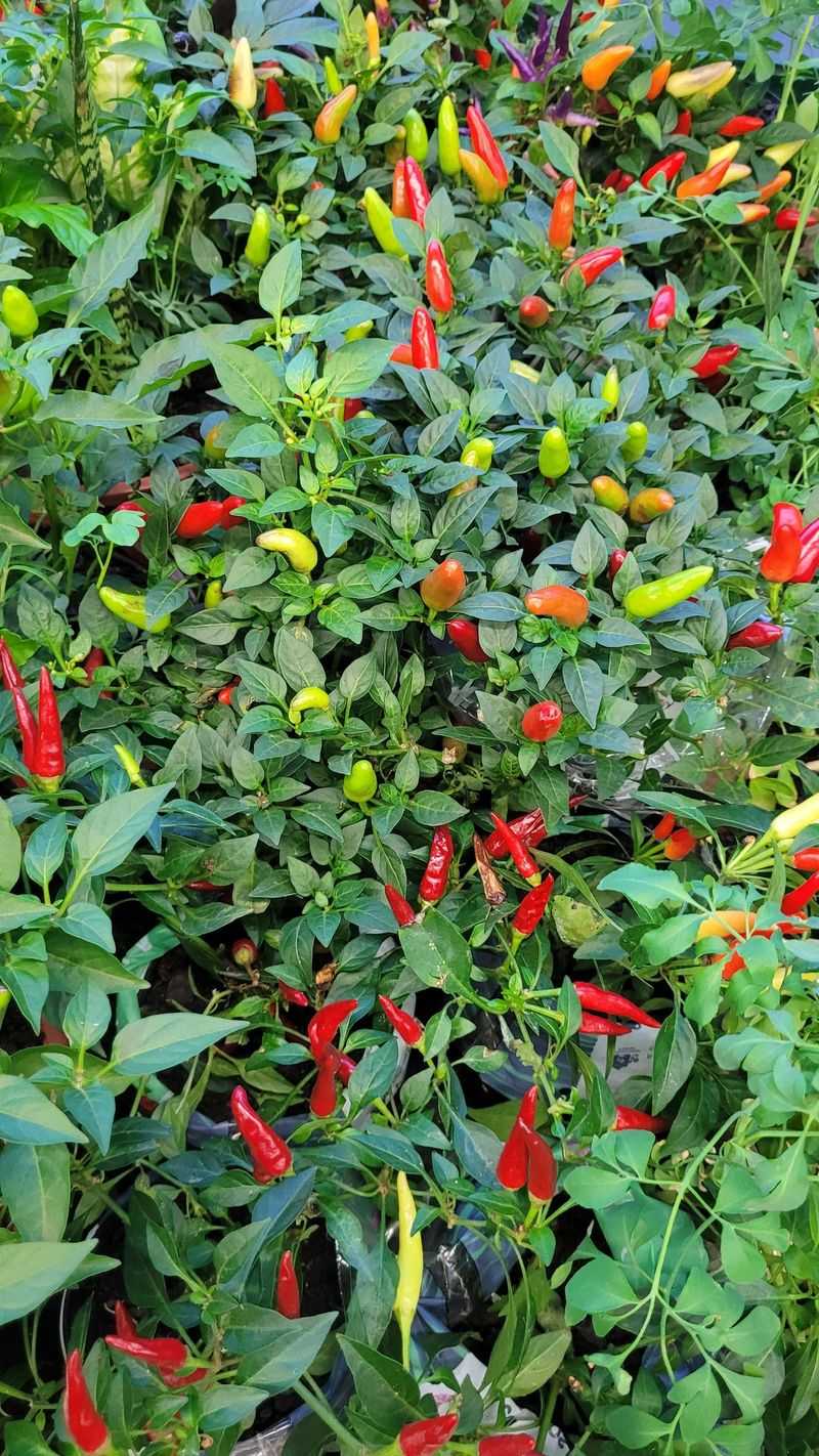 Too Little Sunlight Starves Fruiting Energy