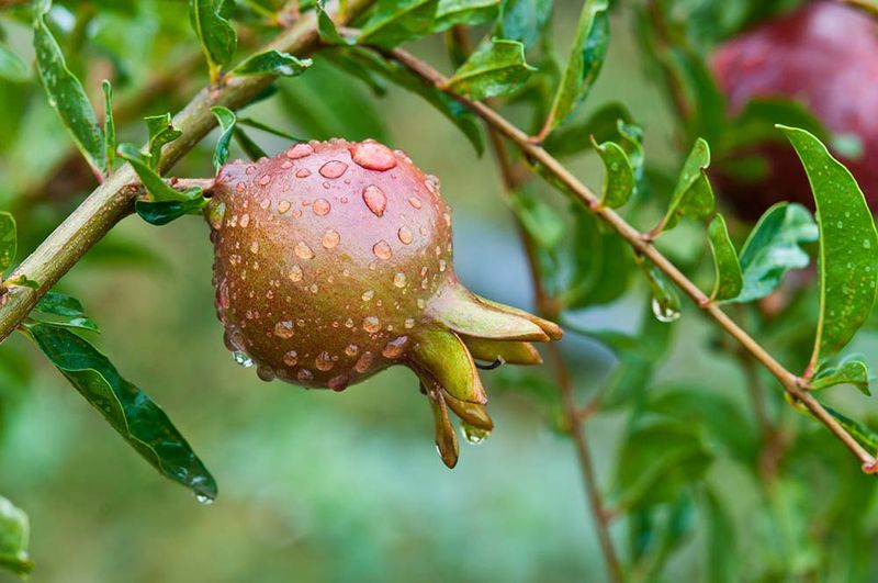 Too Little Water Stresses Developing Fruit Too Little Water Stresses Developing Fruit