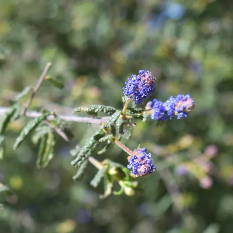 Too Much Care Can Make Ceanothus Struggle