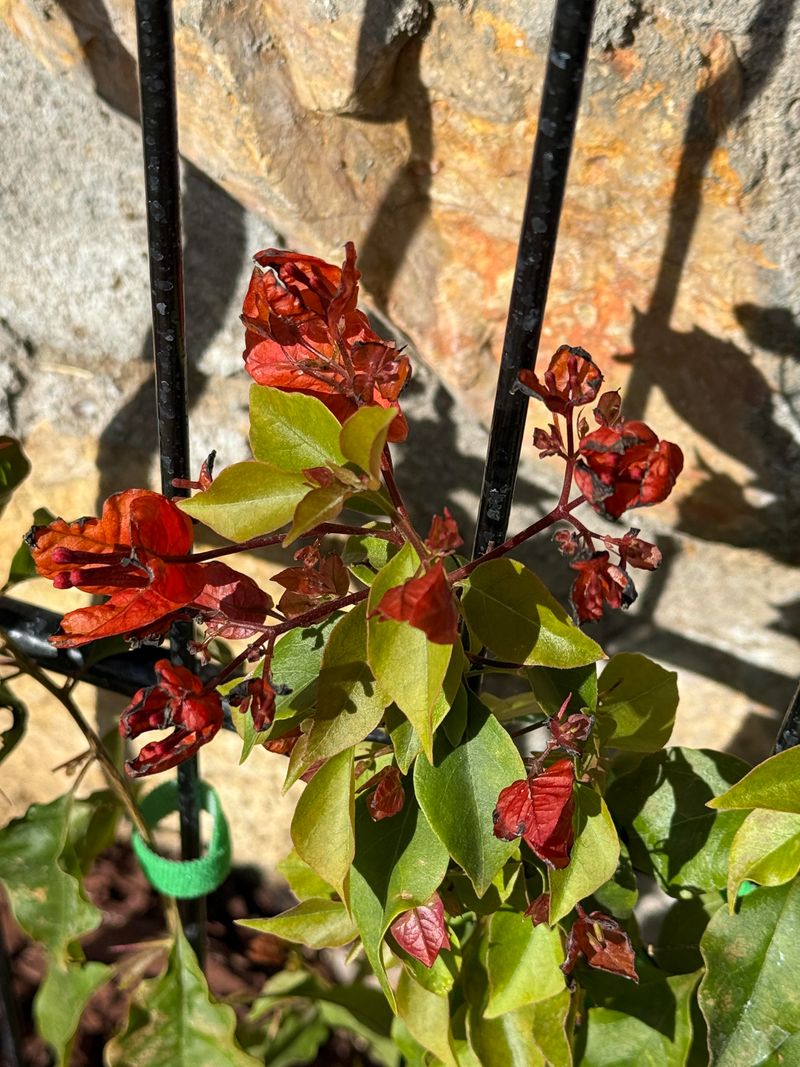 Too Much Fertilizer Can Reduce Bloom Production Too Much Fertilizer Can Reduce Bloom Production