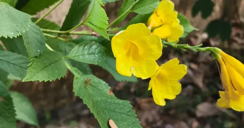 Too Much Fertilizer Can Reduce Blooming
