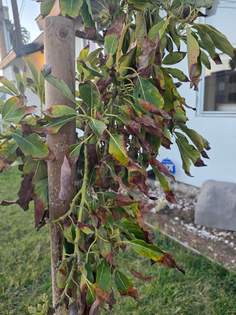 Too Much Fertilizer Can Scorch Sensitive Avocado Roots