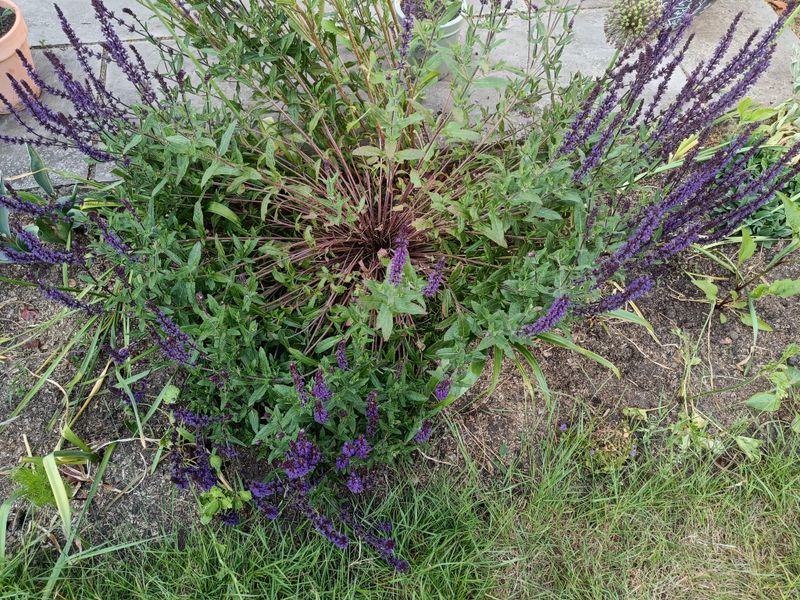 Too Much Fertilizer Makes Salvias Stretch And Collapse Too Much Fertilizer Makes Salvias Stretch And Collapse