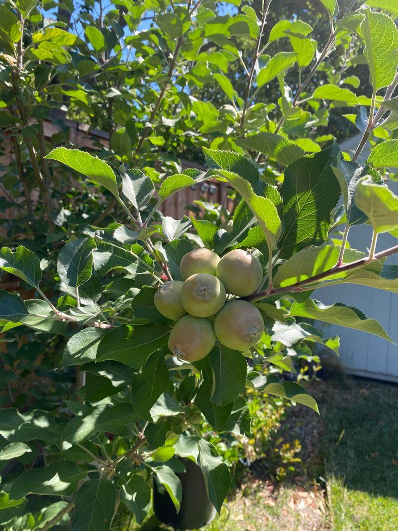 Too Much Fruit On One Tree Shrinks The Harvest Too Much Fruit On One Tree Shrinks The Harvest