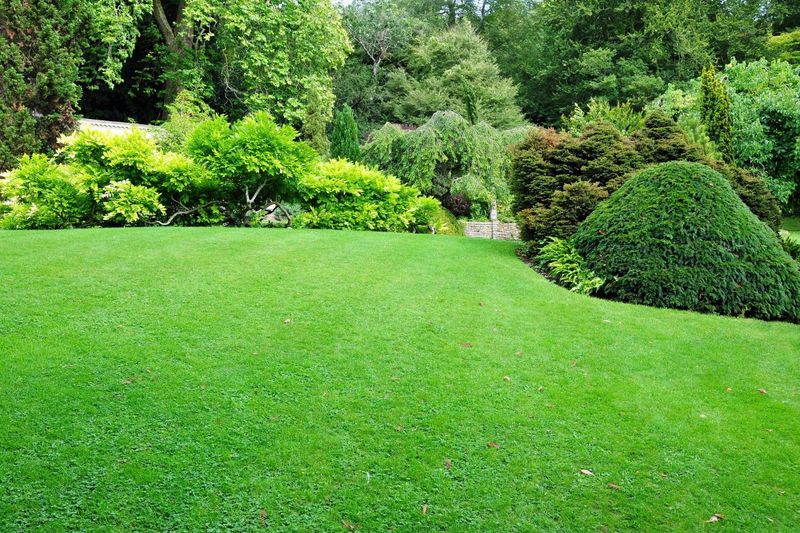 Too Much Lawn And Too Little Natural Groundcover