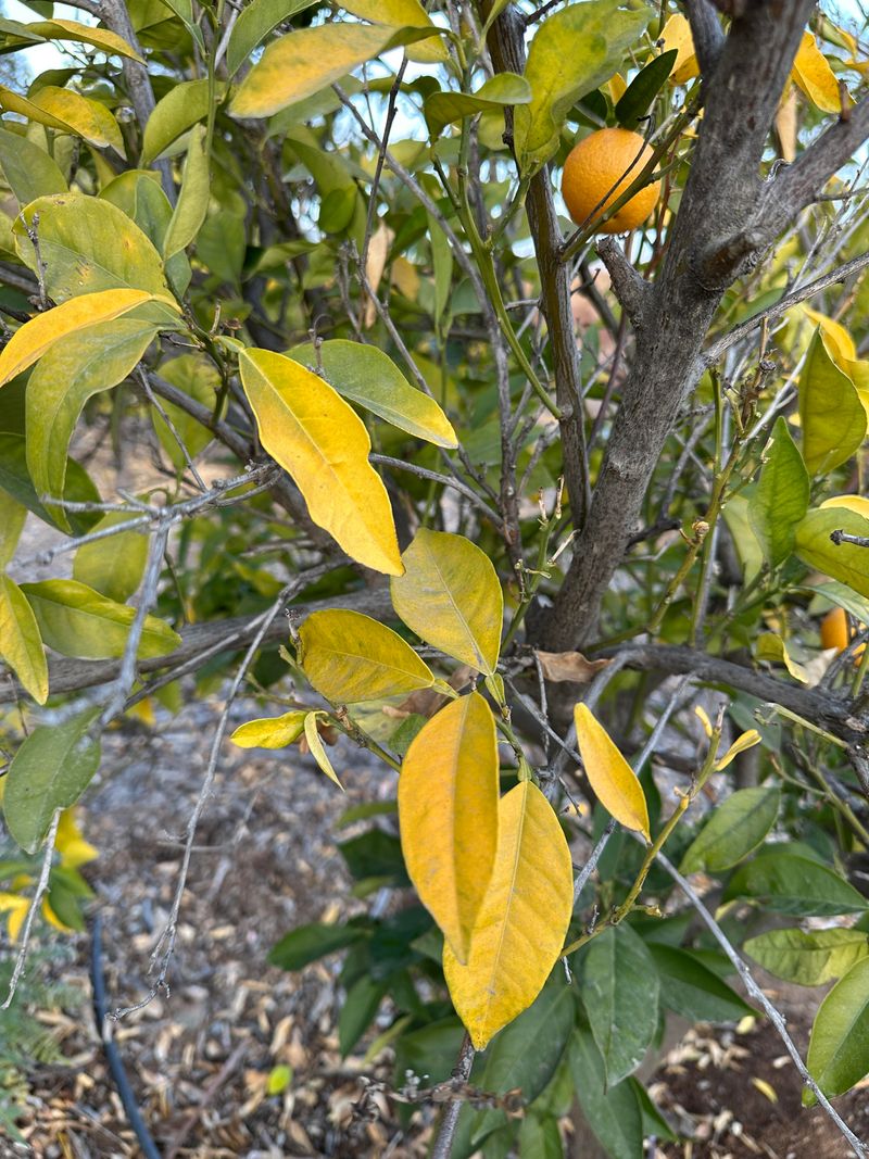 Too Much Nitrogen Can Delay A Good Crop
