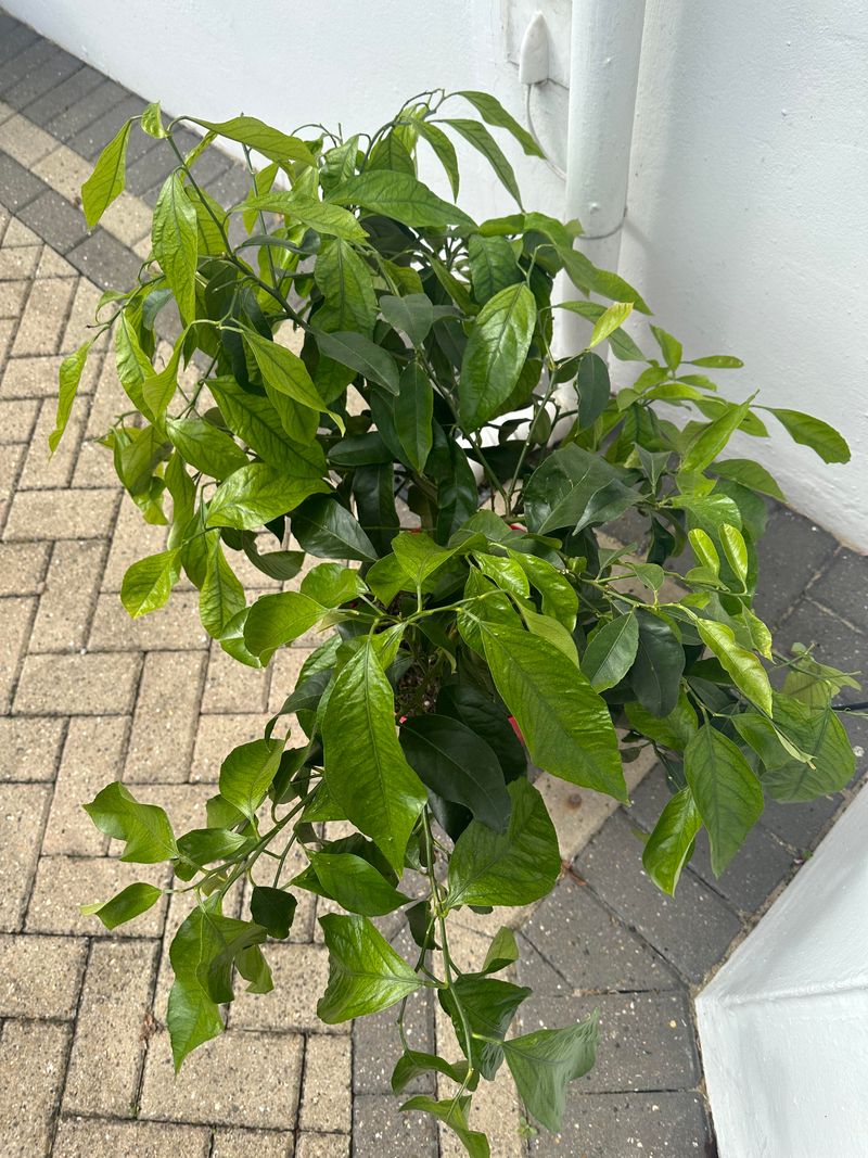 Too Much Nitrogen Can Grow Leaves Instead Of Limes Too Much Nitrogen Can Grow Leaves Instead Of Limes