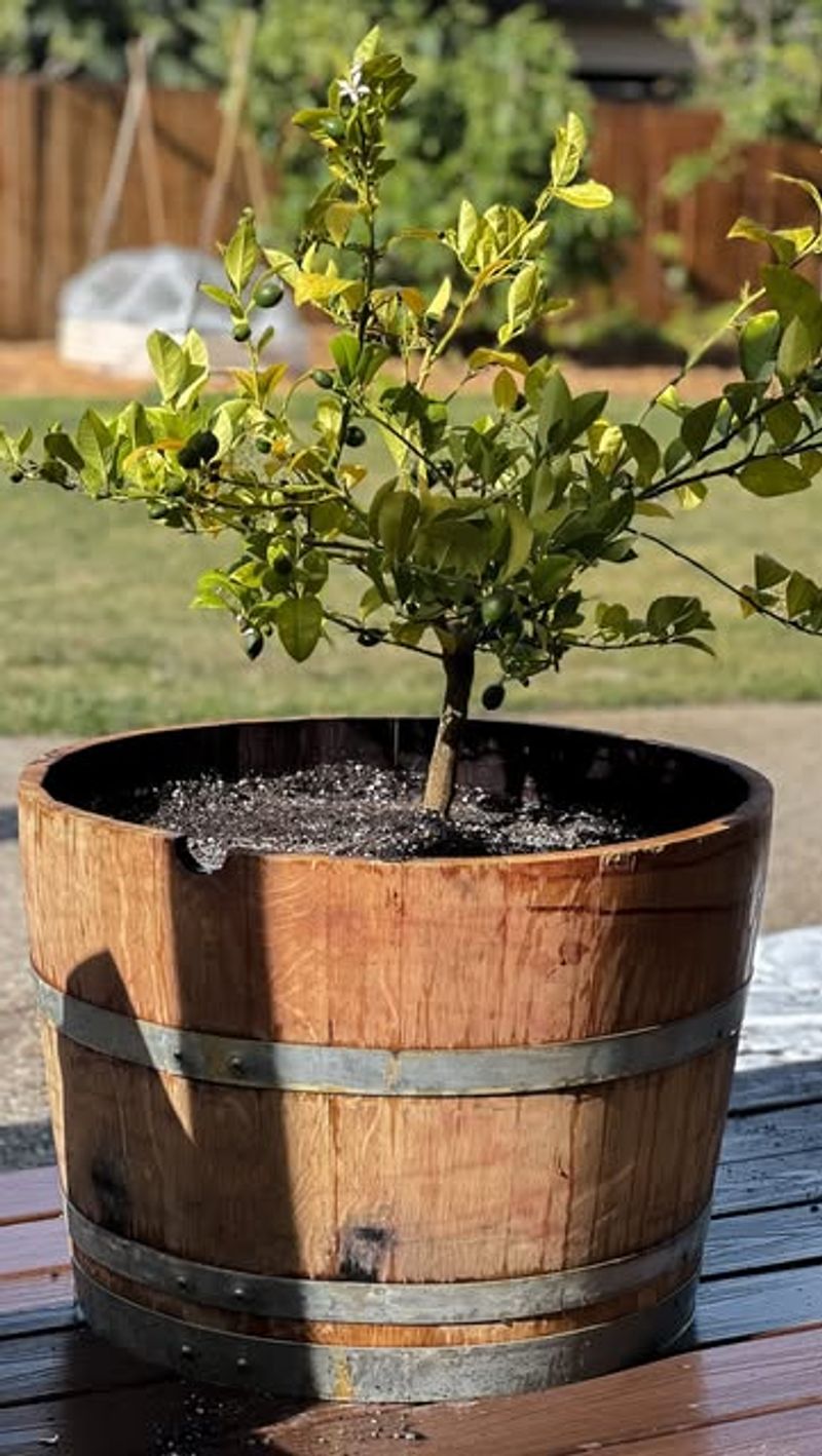 Too Much Nitrogen Can Lead To Excess Leaf Growth