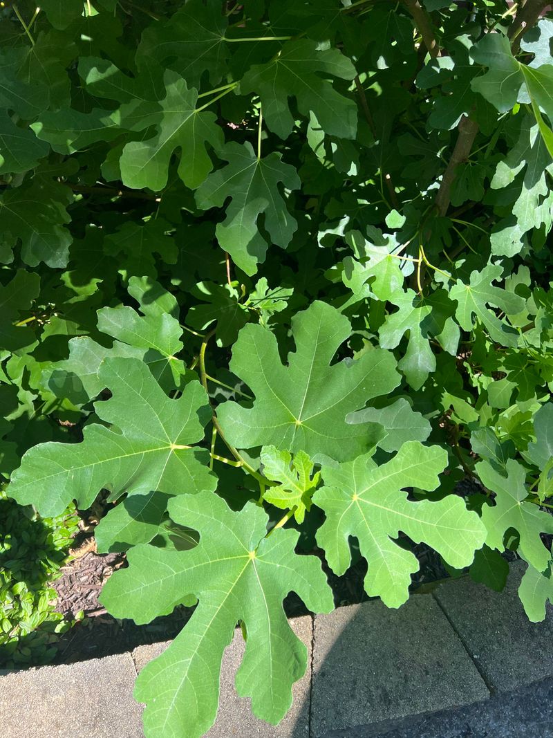 Too Much Nitrogen Grows Leaves Instead Of Figs Too Much Nitrogen Grows Leaves Instead Of Figs