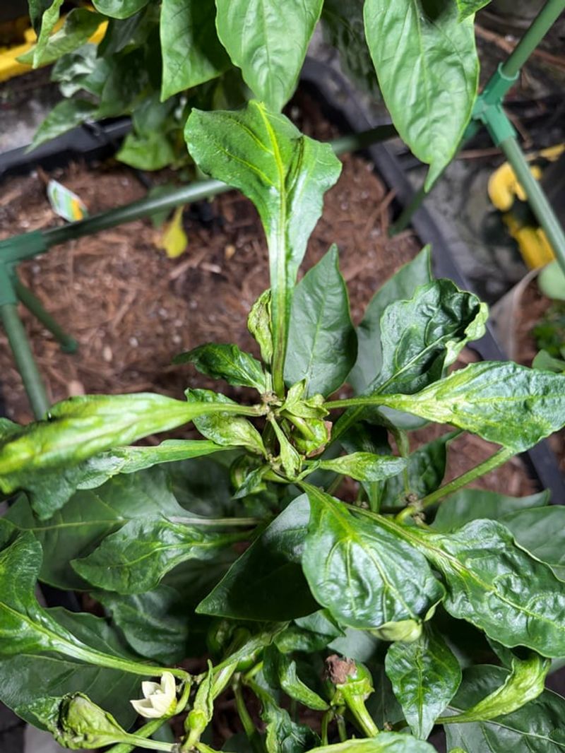Too Much Nitrogen Is Pushing Leaf Growth Over Fruit