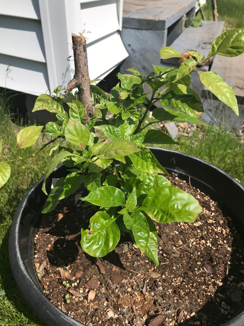 Too Much Nitrogen Leads To Fewer Peppers Too Much Nitrogen Leads To Fewer Peppers