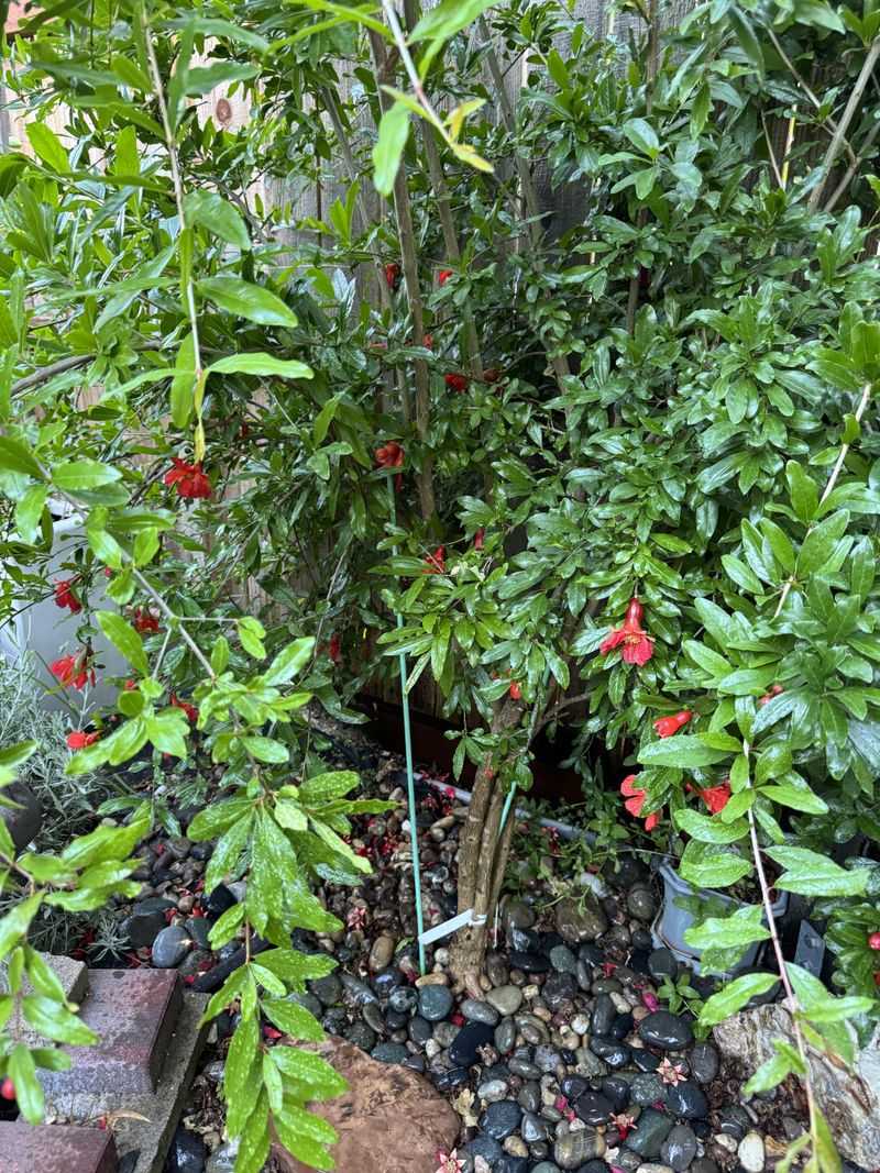 Too Much Nitrogen Pushes Leafy Growth Too Much Nitrogen Pushes Leafy Growth