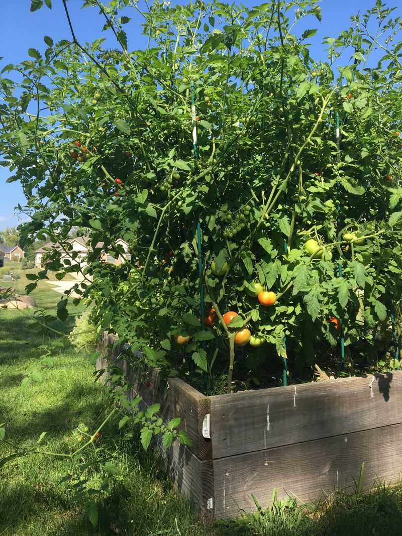 Too Much Nitrogen Pushes Leafy Growth