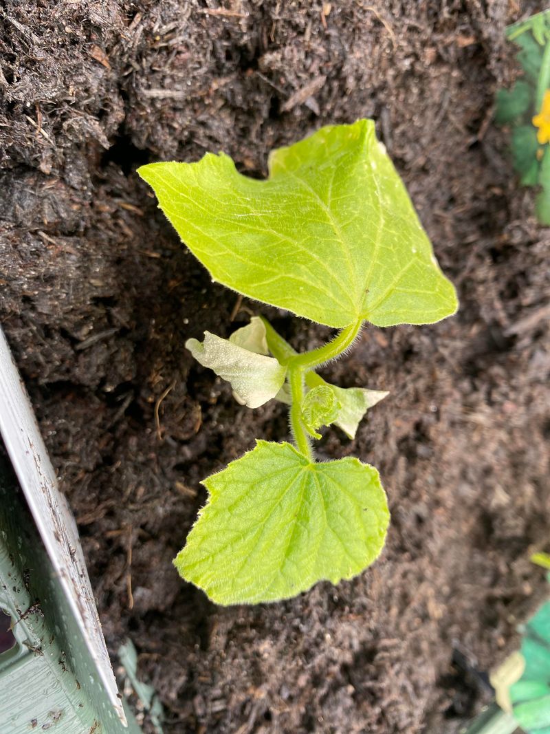 Too Much Nitrogen Pushes Leaves Too Much Nitrogen Pushes Leaves