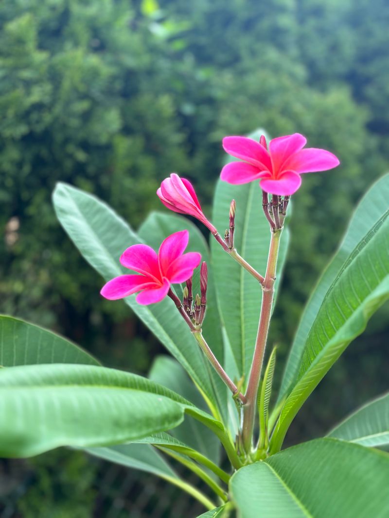 Too Much Nitrogen Pushes Leaves Instead Of Blooms Too Much Nitrogen Pushes Leaves Instead Of Blooms
