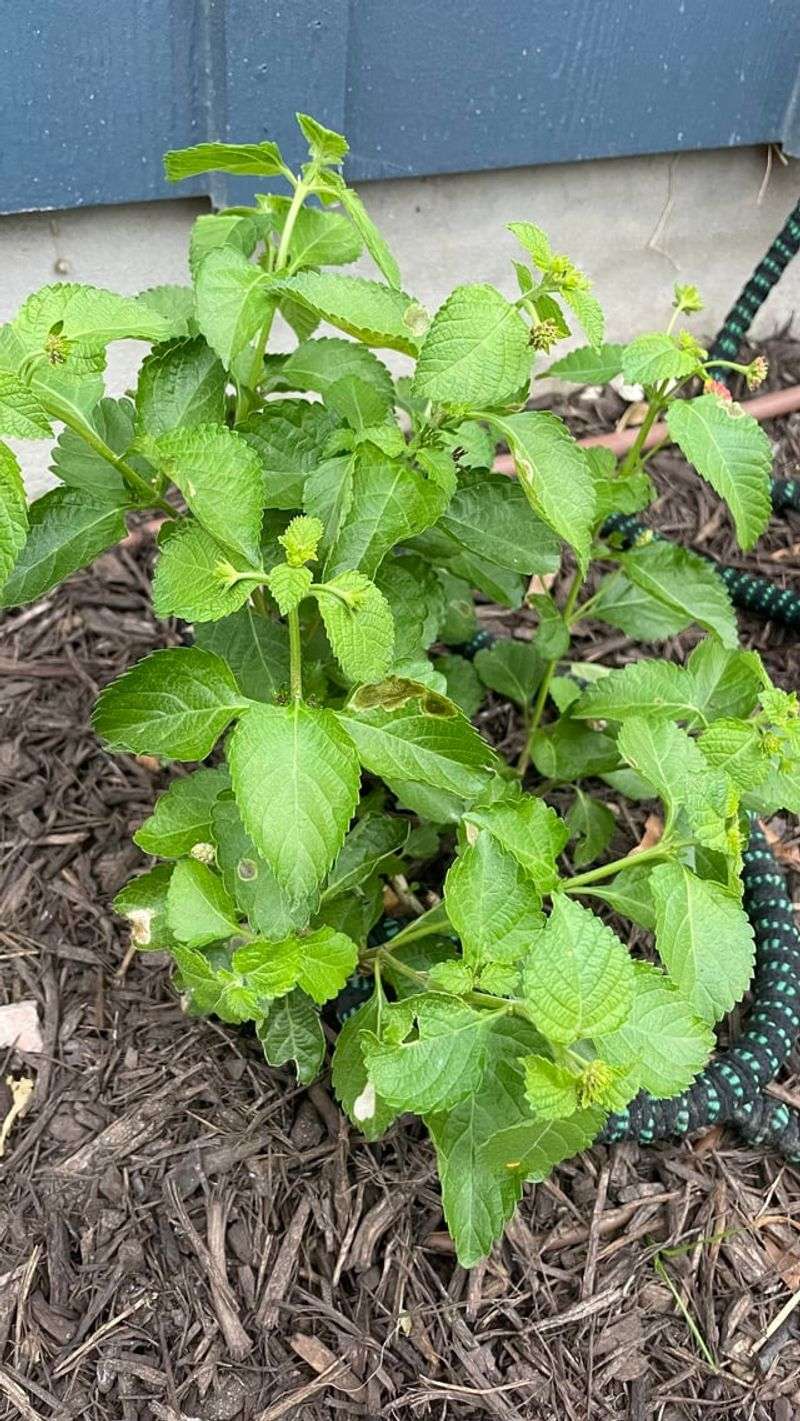 Too Much Nitrogen Pushes Leaves Instead Of Flowers