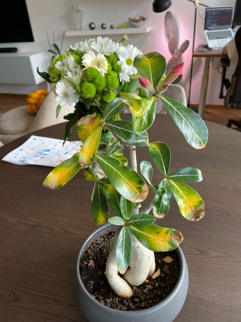 Too Much Nitrogen Pushes Leaves Over Flowers Too Much Nitrogen Pushes Leaves Over Flowers